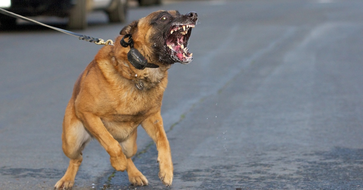 dog bite attacks